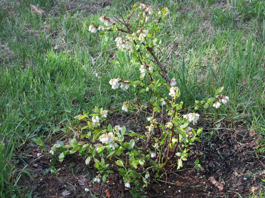 Budding blueberry plant.