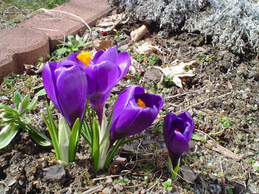 Crocuses and umpiring are in full bloom.