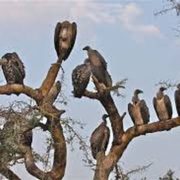 Vultures
